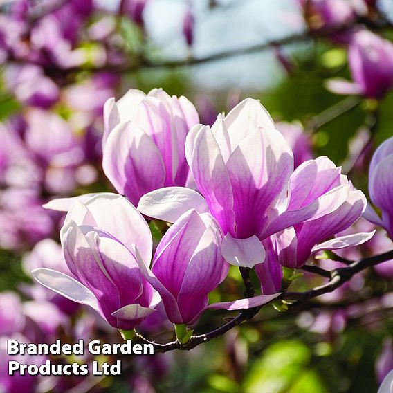 Magnolia 'Red Lucky' (Standard)