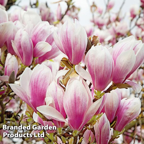 Magnolia 'Red Lucky' (Standard)