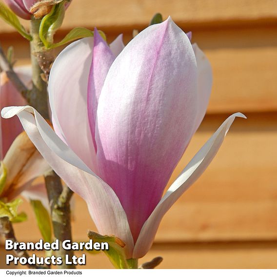 Magnolia 'Red Lucky' (Standard)