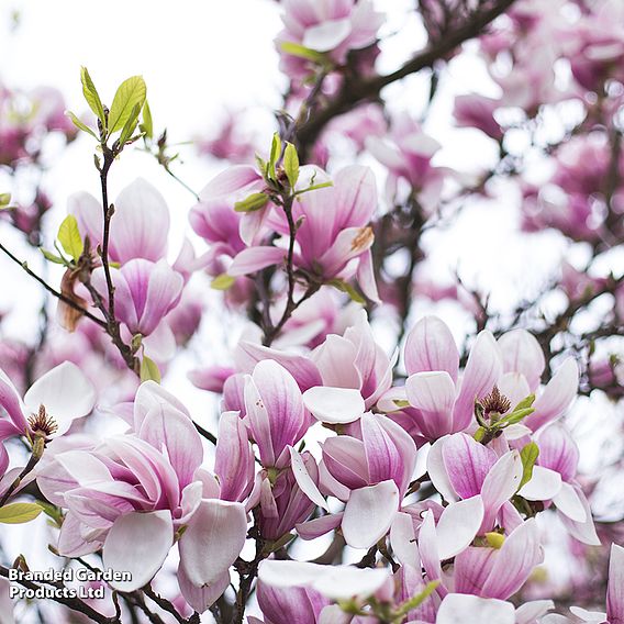 Magnolia x soulangeana