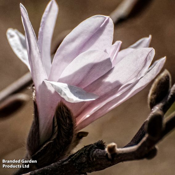 Magnolia stellata 'Rosea'