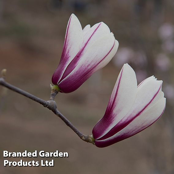 Magnolia denudata 'Sunrise Beauty'