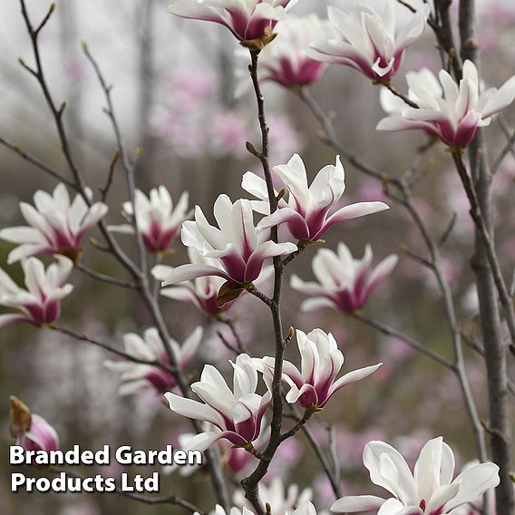 Magnolia denudata 'Sunrise Beauty'