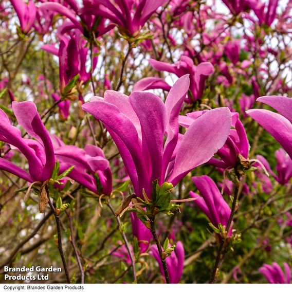 Magnolia 'Susan'