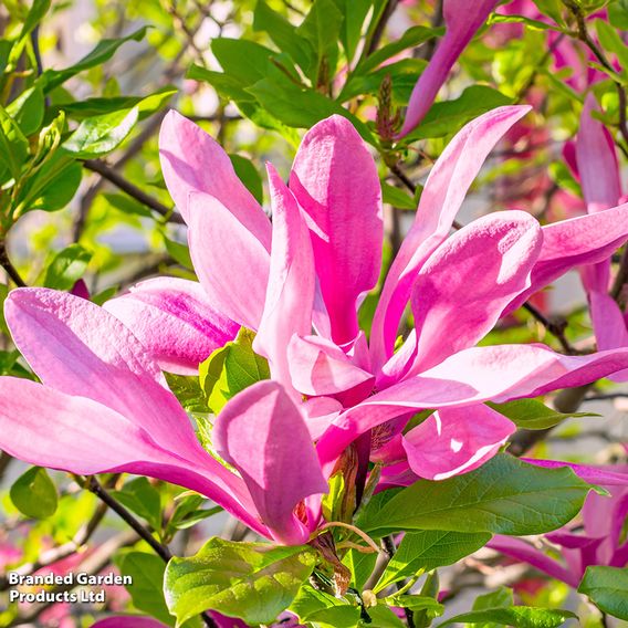 Magnolia 'Susan'