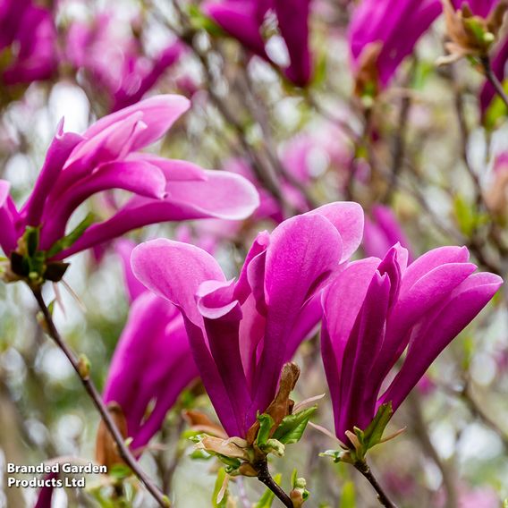Magnolia 'Susan'