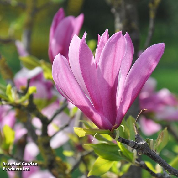 Magnolia 'Susan'