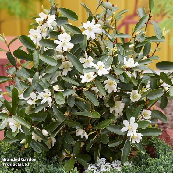 Magnolia laevifolia 'Vanilla Pearls'