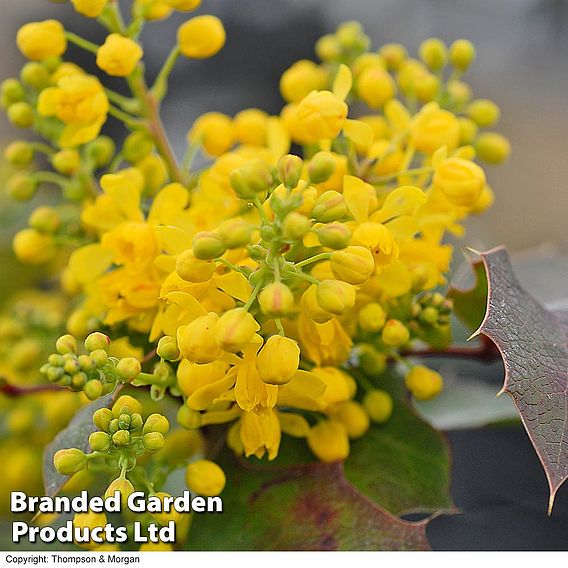 Mahonia aquifolium 'Apollo'