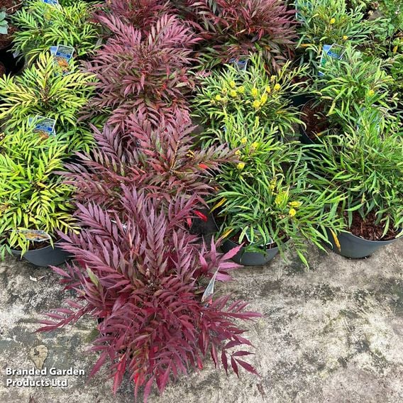 Mahonia eurybracteata 'Meteor'