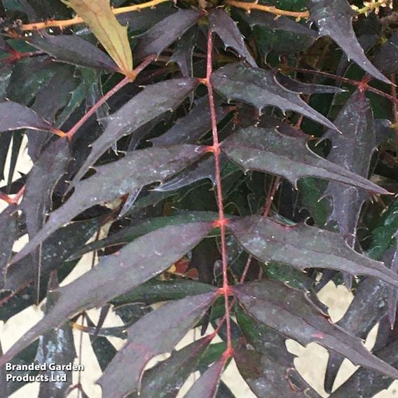 Mahonia eurybracteata 'Meteor'