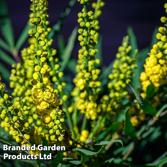 Mahonia 'Soft Caress'