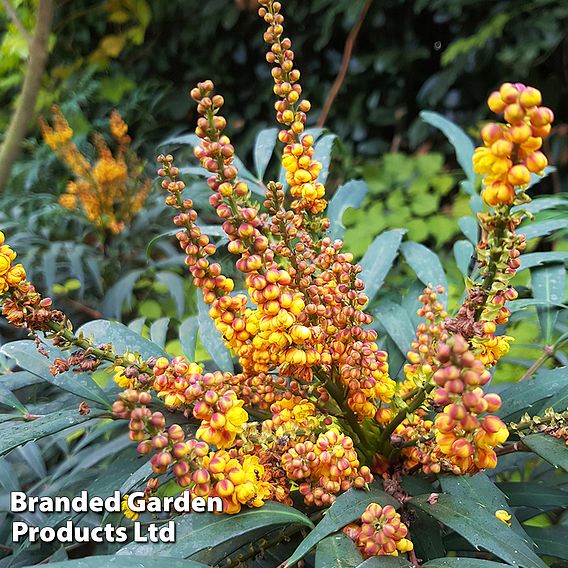 Mahonia 'Volcano'