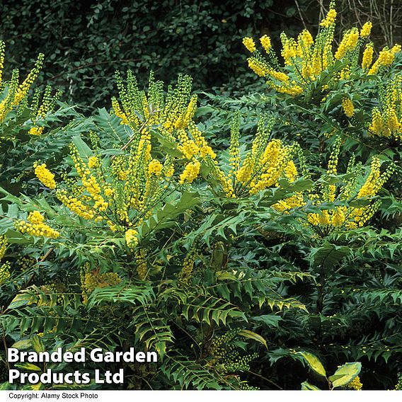 Mahonia x media 'Winter Sun'