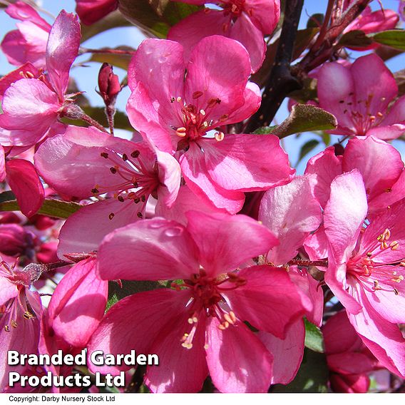 Crab Apple 'Diable Rouge'