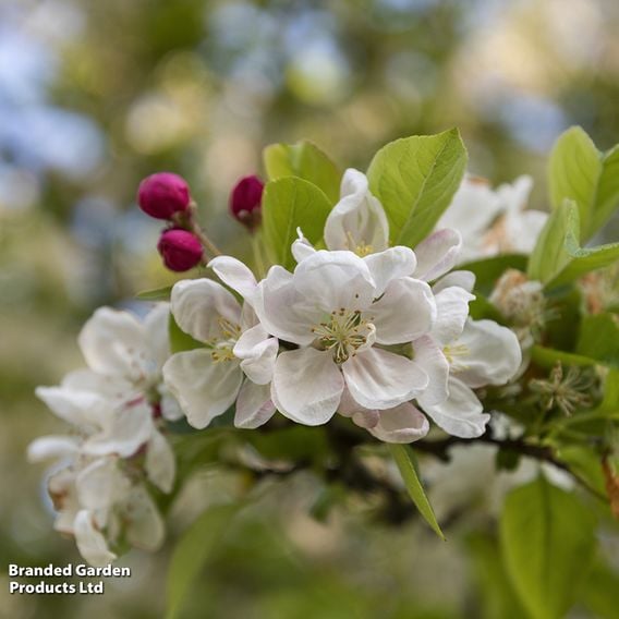 Crab Apple 'Evereste' (Mature Tree)