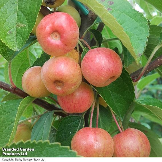 Crab Apple 'Evereste' (Mature Tree)
