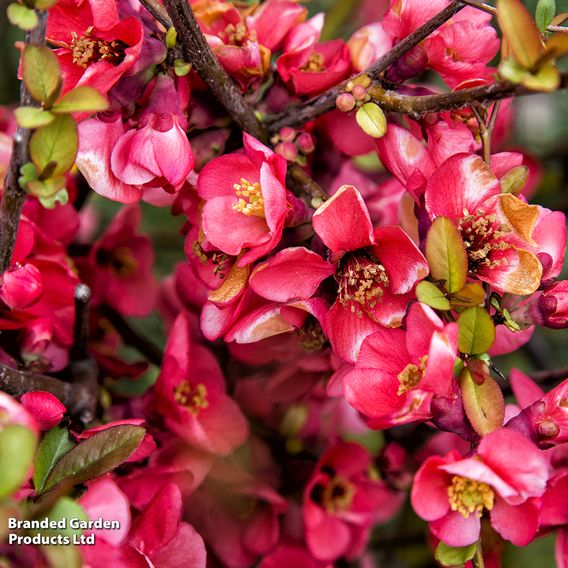 Crab Apple 'Neville Copeman' (Mature Tree)