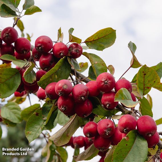 Crab Apple 'Neville Copeman' (Mature Tree)