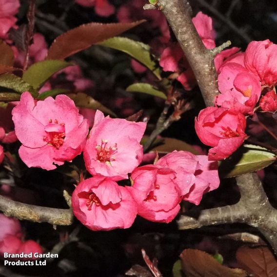 Crab Apple 'Profusion' (Mature Tree)