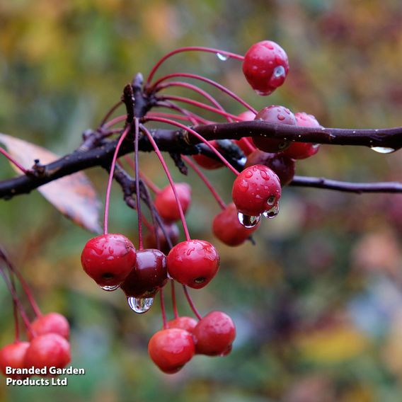 Crab Apple 'Profusion' (Mature Tree)