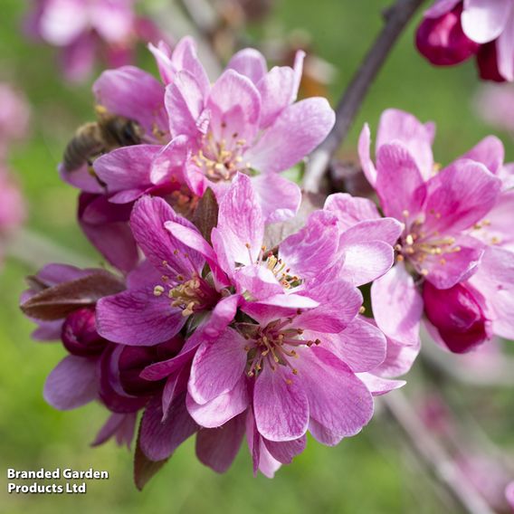 Crab Apple 'Profusion' (Mature Tree)