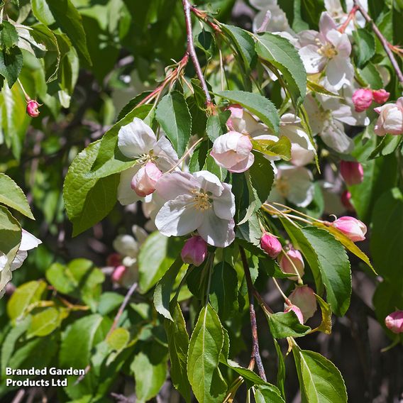 Crab Apple 'Red Jade' (Mature Tree)