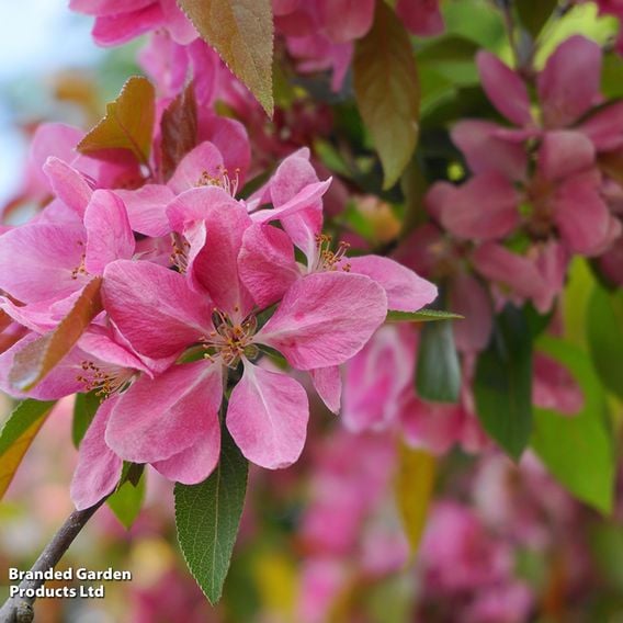 Crab Apple 'Royalty' (Mature Tree)