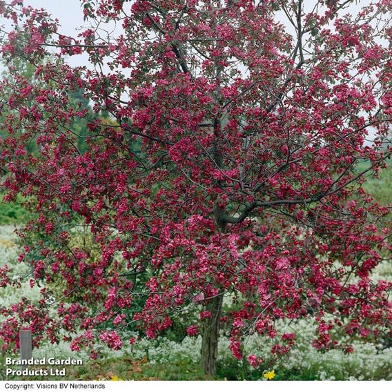 Crab Apple 'Rudolph' (Mature Tree)