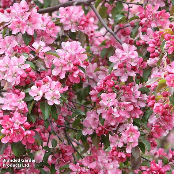 Crab Apple 'Rudolph' (Mature Tree)
