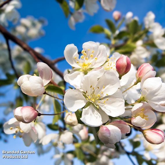 Crab apple (Hedging)