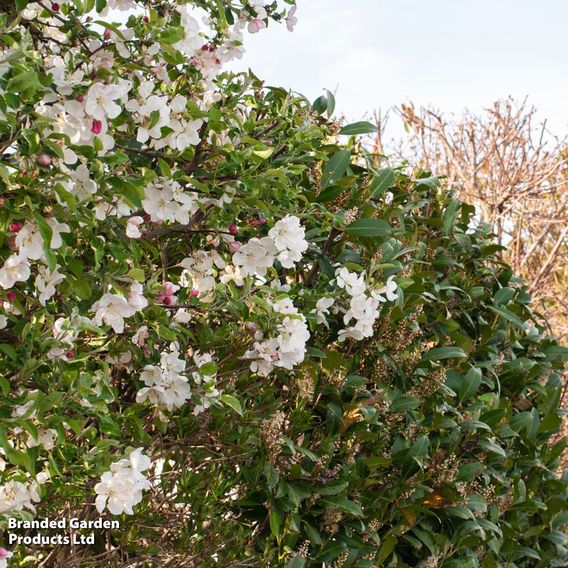 Crab apple (Hedging)
