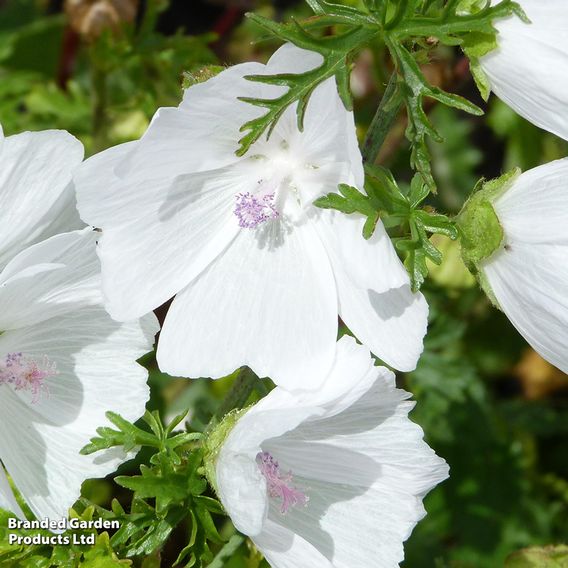 Malva moschata 'Alba'