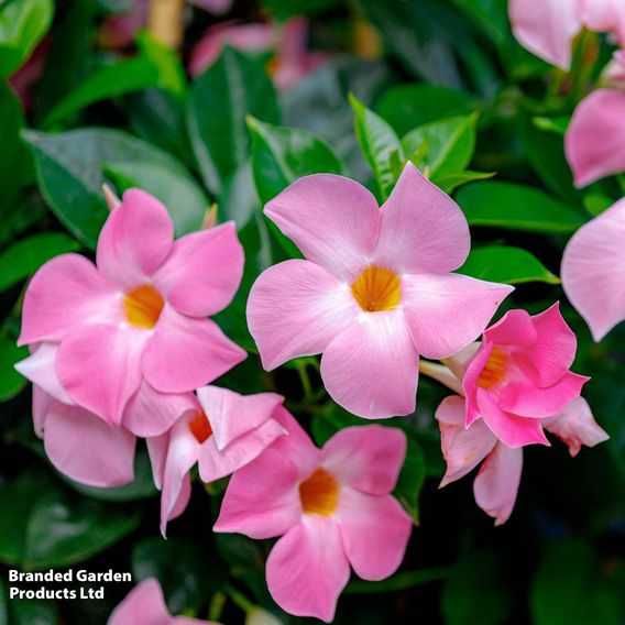Mandevilla sanderi 'Bloom Bells® Pink'
