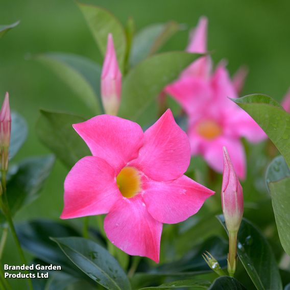 Mandevilla sanderi 'Bloom Bells® Pink'