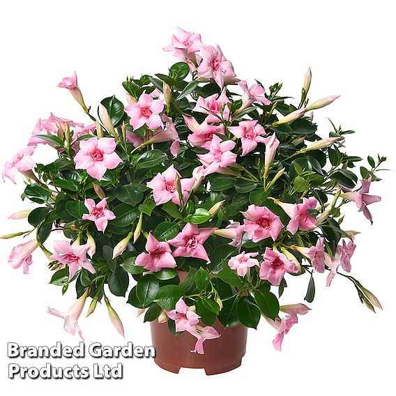 Mandervilla 'Sundaville Double Blush Pink'