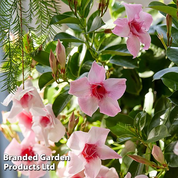 Mandervilla 'Sundaville Double Blush Pink'