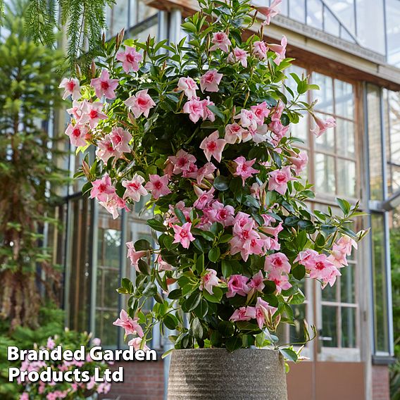 Mandervilla 'Sundaville Double Blush Pink'