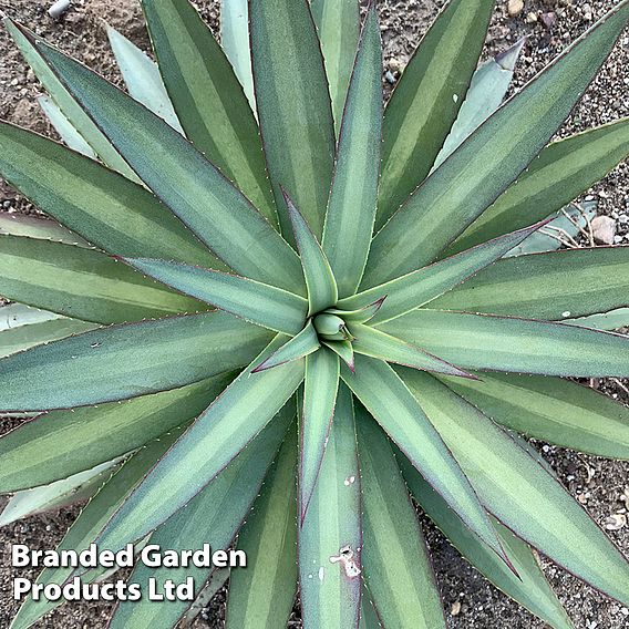 Mangave 'Frosted Elegance'
