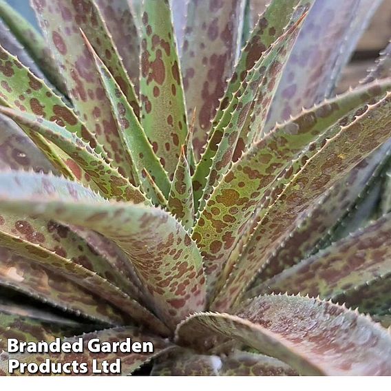 Mangave 'Pineapple Express'