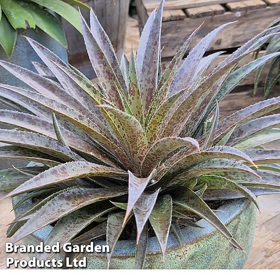 Mangave 'Pineapple Express'