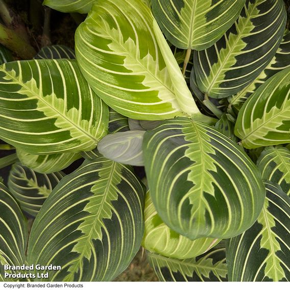Maranta leuconeura var. erythroneura 'Lemon Lime'
