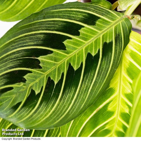 Maranta leuconeura var. erythroneura 'Lemon Lime'