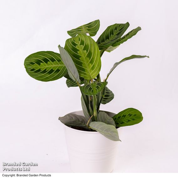 Maranta leuconeura var. erythroneura 'Lemon Lime'