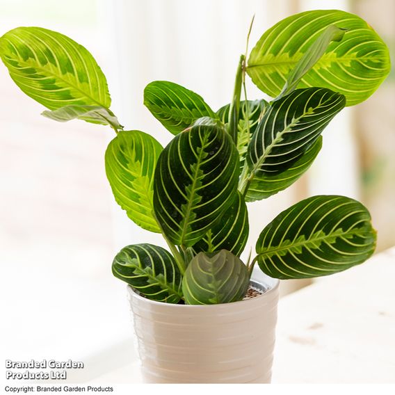 Maranta leuconeura var. erythroneura 'Lemon Lime'