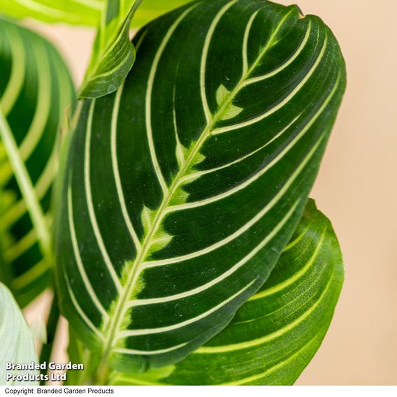 Maranta leuconeura var. erythroneura 'Lemon Lime'