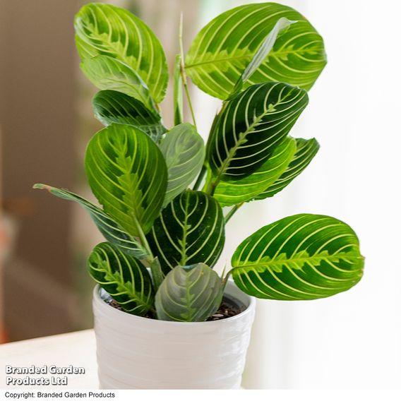 Maranta leuconeura var. erythroneura 'Lemon Lime'