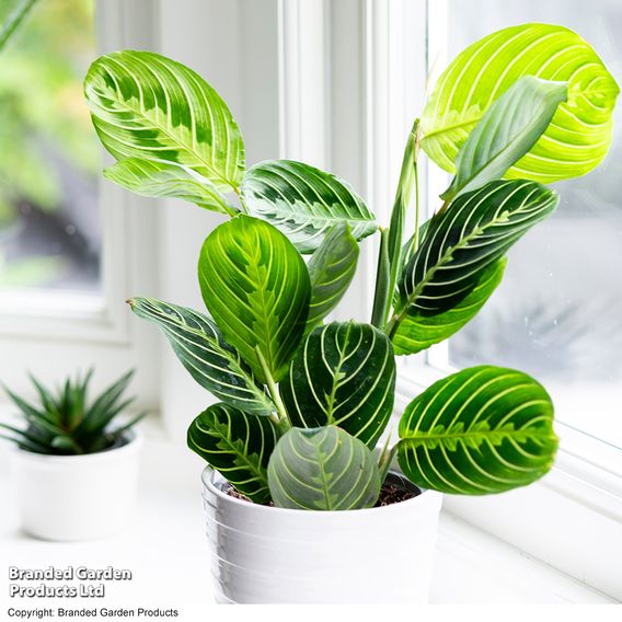 Maranta leuconeura var. erythroneura 'Lemon Lime'