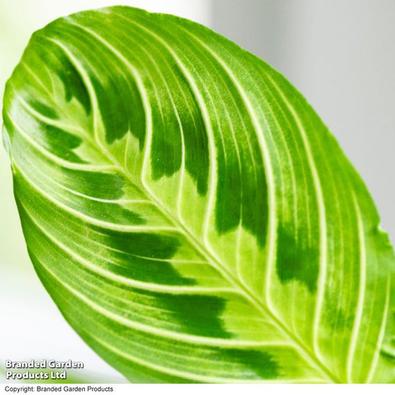 Maranta leuconeura var. erythroneura 'Lemon Lime'