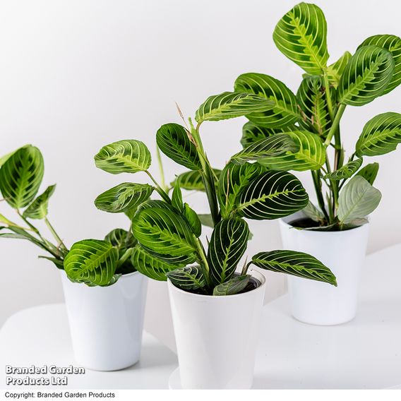 Maranta leuconeura var. erythroneura 'Lemon Lime'